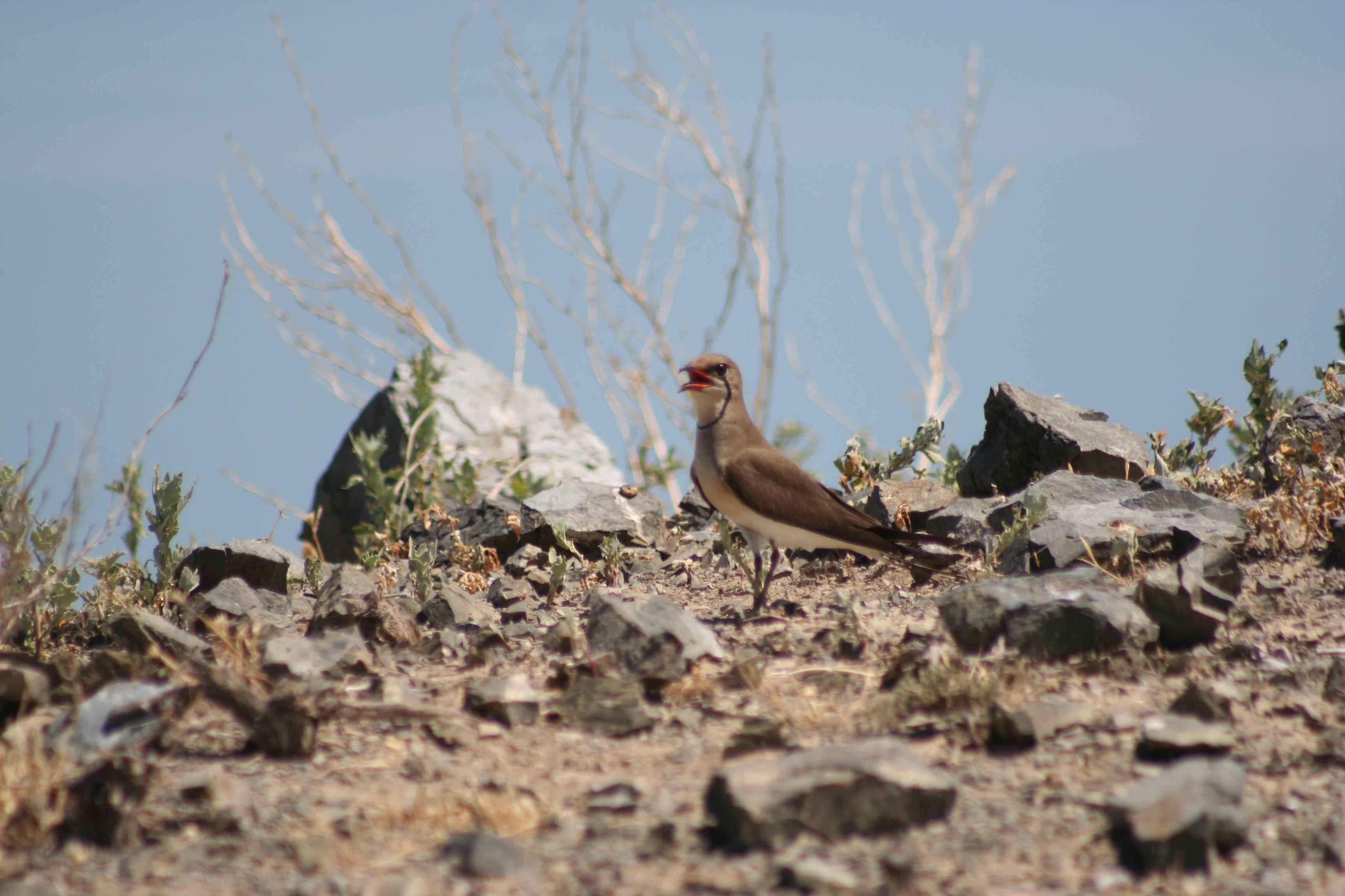 Қынаптағы порно диск, ішінен көзқарас